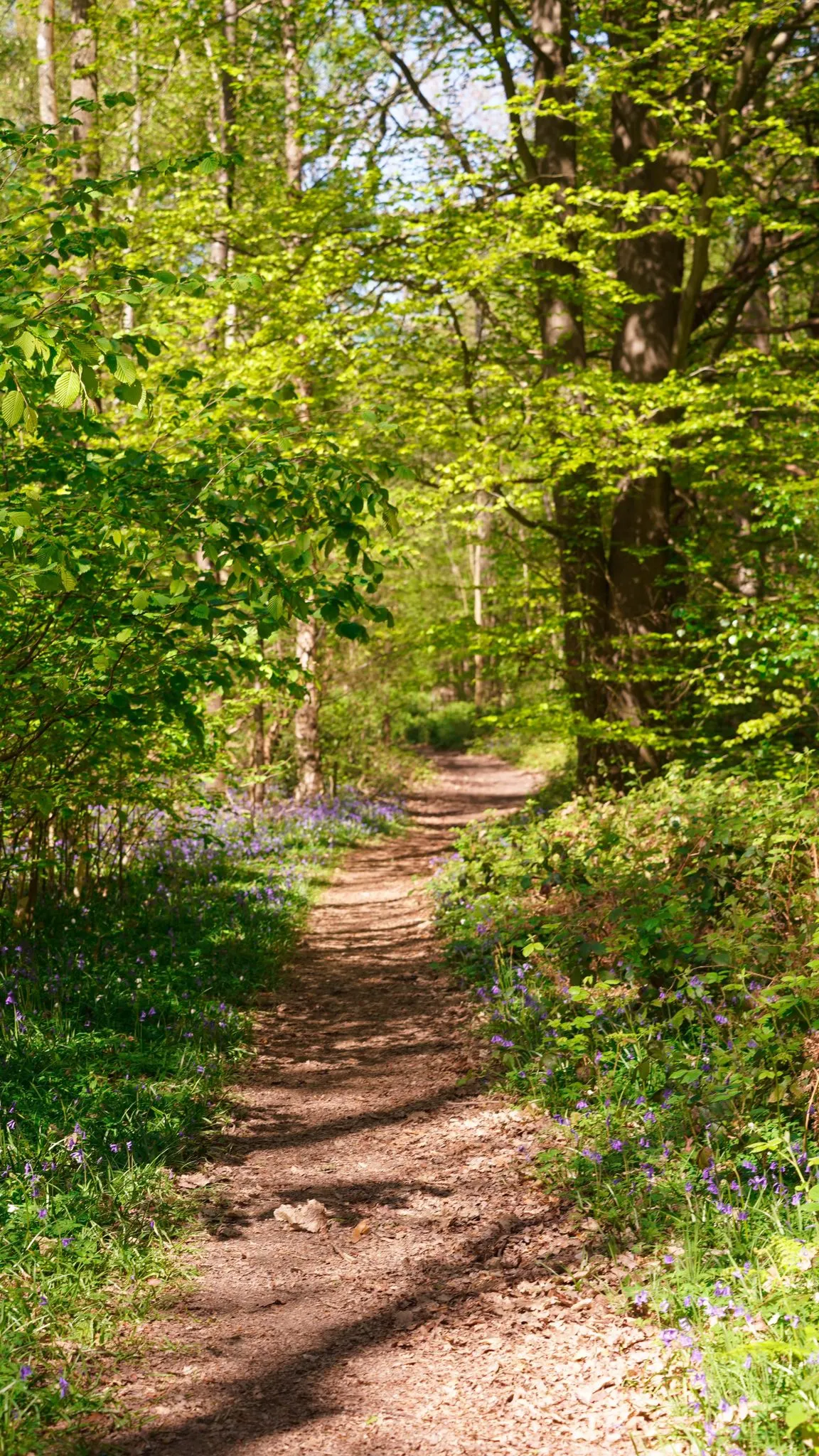 A runner on the bluebell woodland trail at Backyard Egg